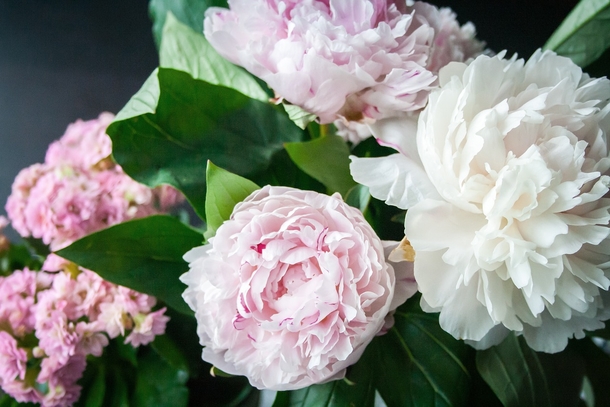 15 Beautiful Peony Flower Images - picture 8