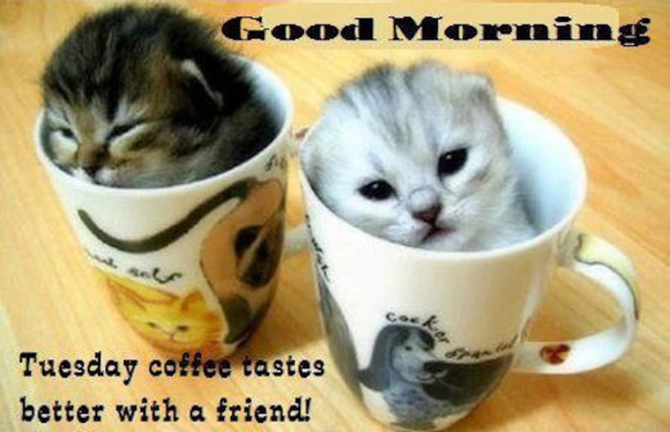 15 Best Good Morning Happy Tuesday Quotes - picture 3
