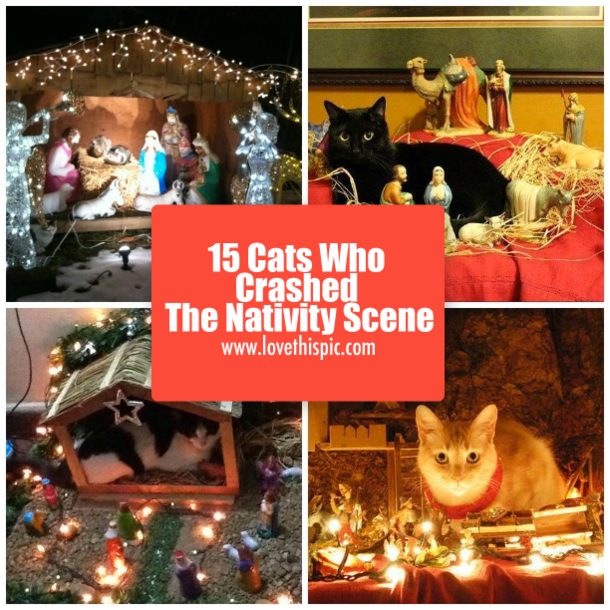 15 Cats Who Crashed The Nativity Scene