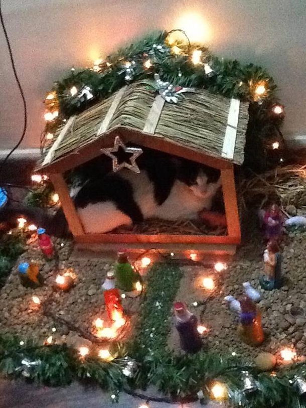 15 Cats Who Crashed The Nativity Scene - picture 10