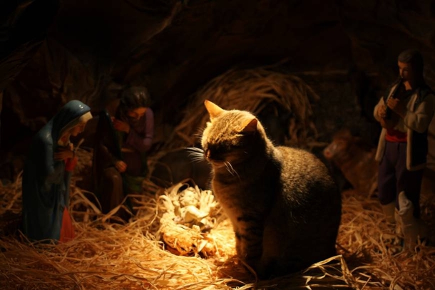 15 Cats Who Crashed The Nativity Scene - picture 11