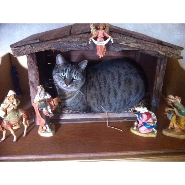 15 Cats Who Crashed The Nativity Scene - picture 12