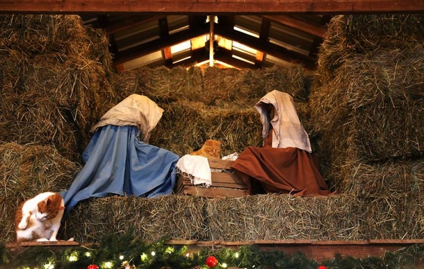 15 Cats Who Crashed The Nativity Scene - picture 13