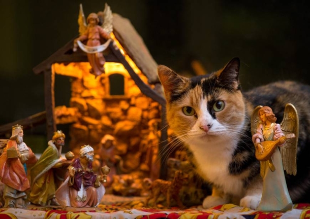 15 Cats Who Crashed The Nativity Scene - picture 14