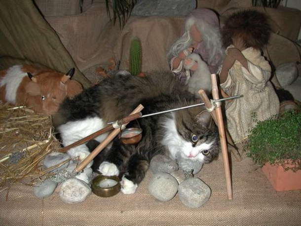 15 Cats Who Crashed The Nativity Scene - picture 15