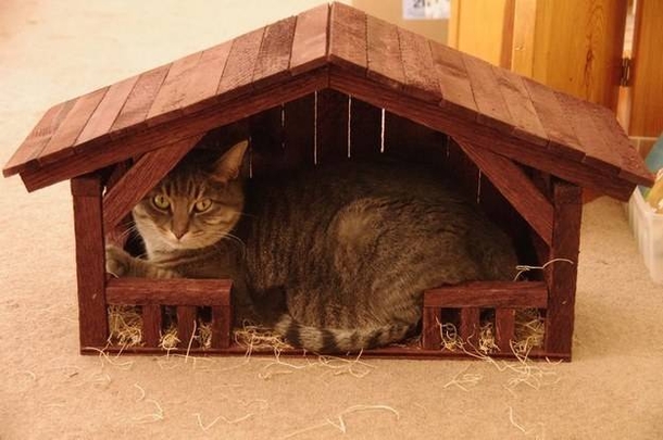 15 Cats Who Crashed The Nativity Scene - picture 2