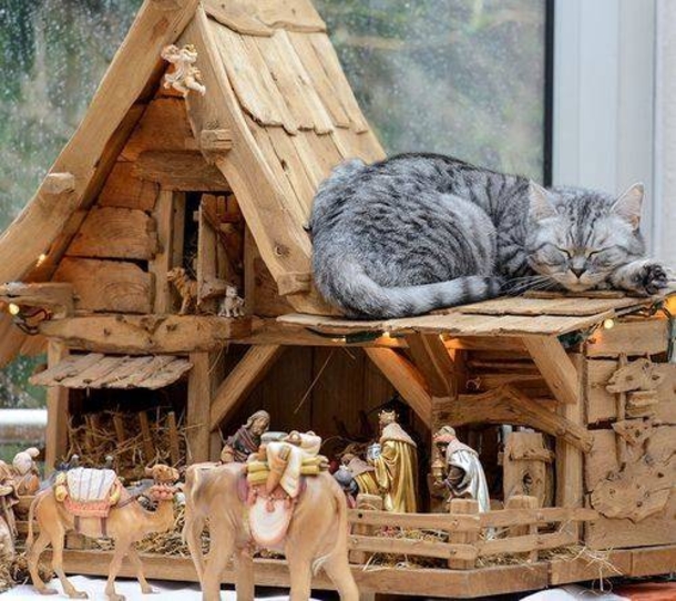 15 Cats Who Crashed The Nativity Scene - picture 3