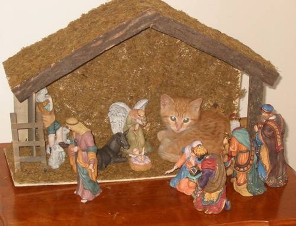 15 Cats Who Crashed The Nativity Scene - picture 4