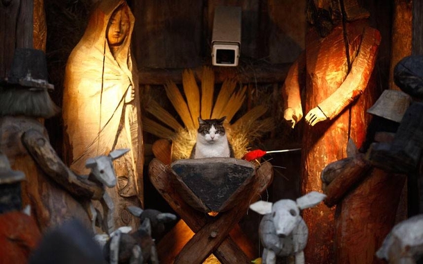 15 Cats Who Crashed The Nativity Scene - picture 5