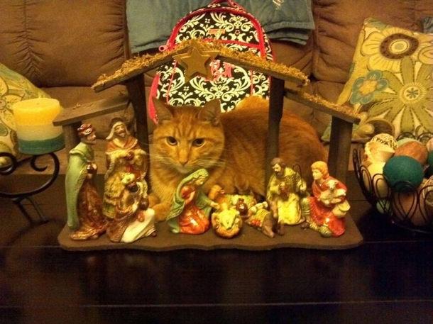 15 Cats Who Crashed The Nativity Scene - picture 6