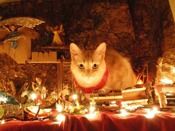 15 Cats Who Crashed The Nativity Scene - picture 7