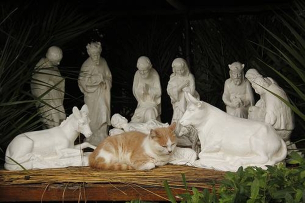 15 Cats Who Crashed The Nativity Scene - picture 8