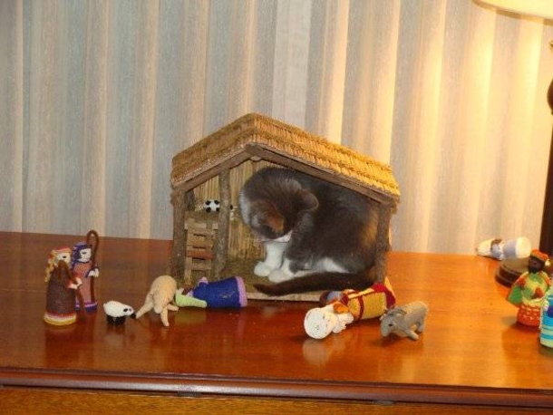 15 Cats Who Crashed The Nativity Scene - picture 9