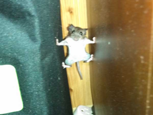 15 Funny Pictures In Reddit History - picture 9