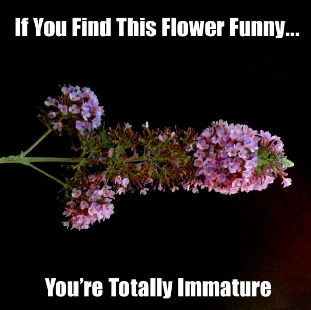 15 Funny Pictures To Feed The Immature Child Inside Of You - picture 11
