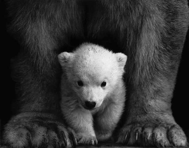 15 Phenomenal Black And White Photography Images - picture 16