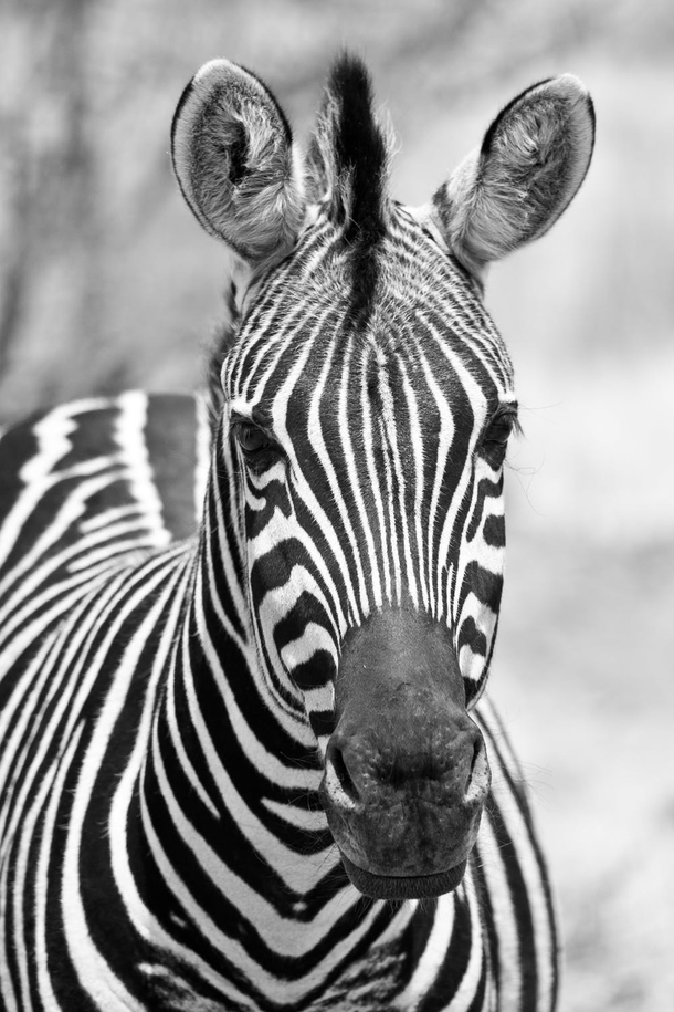 15 Phenomenal Black And White Photography Images - picture 9