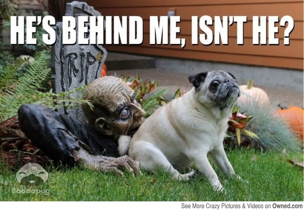16 Funny Halloween Memes - picture 8
