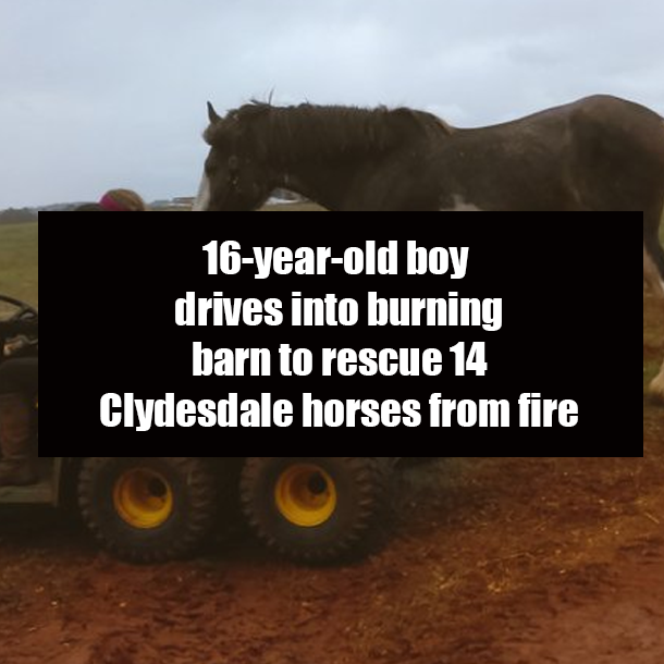 16-year-old boy drives into burning barn to rescue 14 Clydesdale horses from fire