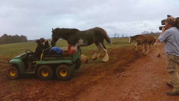 16-year-old boy drives into burning barn to rescue 14 Clydesdale horses from fire - picture 4