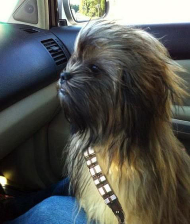 18 Super Cool Dog Halloween Costumes - picture 10