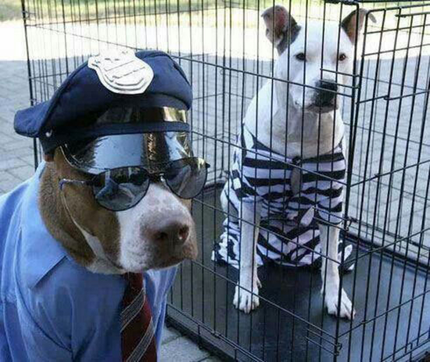 18 Super Cool Dog Halloween Costumes - picture 11