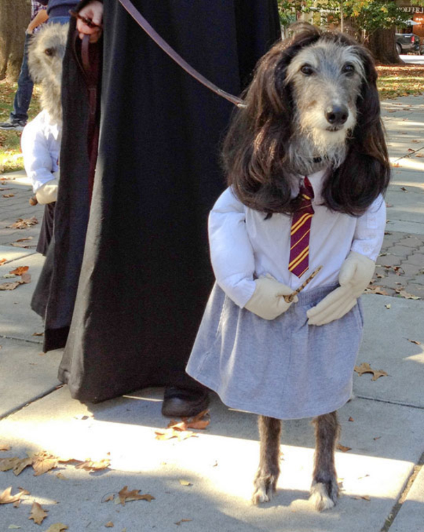 18 Super Cool Dog Halloween Costumes - picture 12