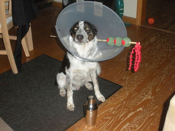 18 Super Cool Dog Halloween Costumes - picture 13