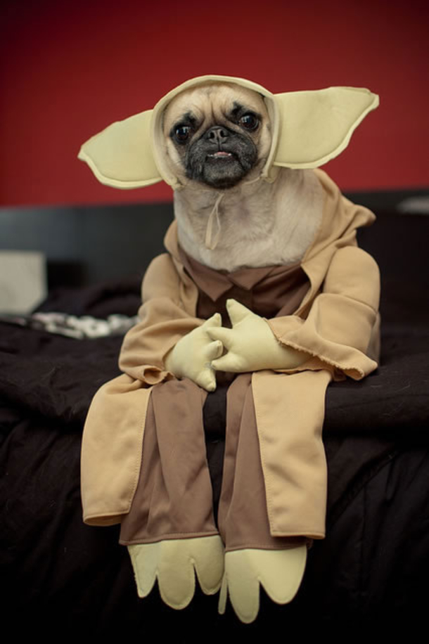 18 Super Cool Dog Halloween Costumes - picture 14
