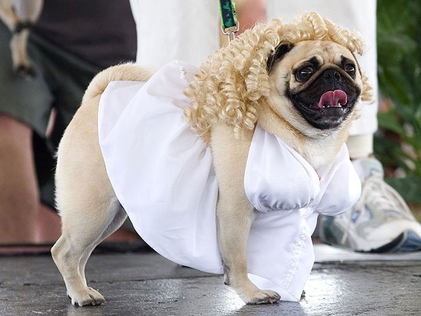 18 Super Cool Dog Halloween Costumes - picture 15