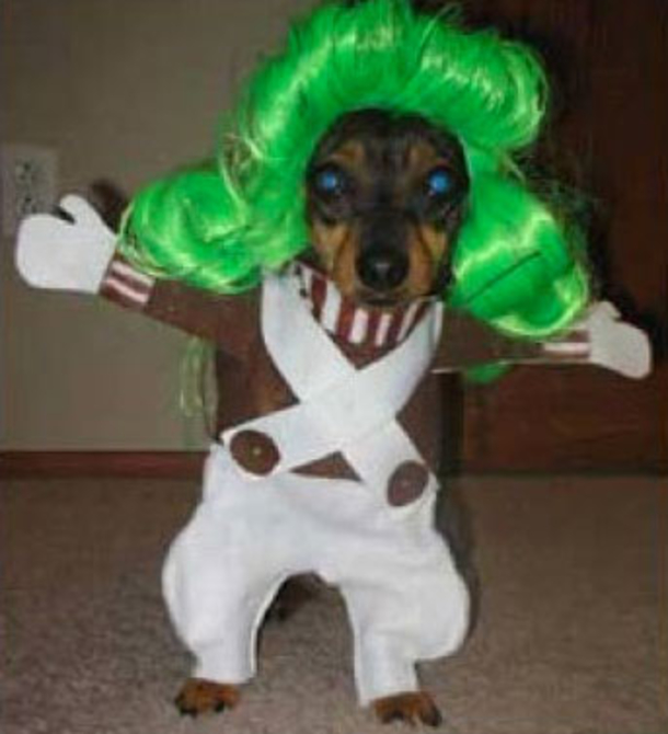 18 Super Cool Dog Halloween Costumes - picture 16