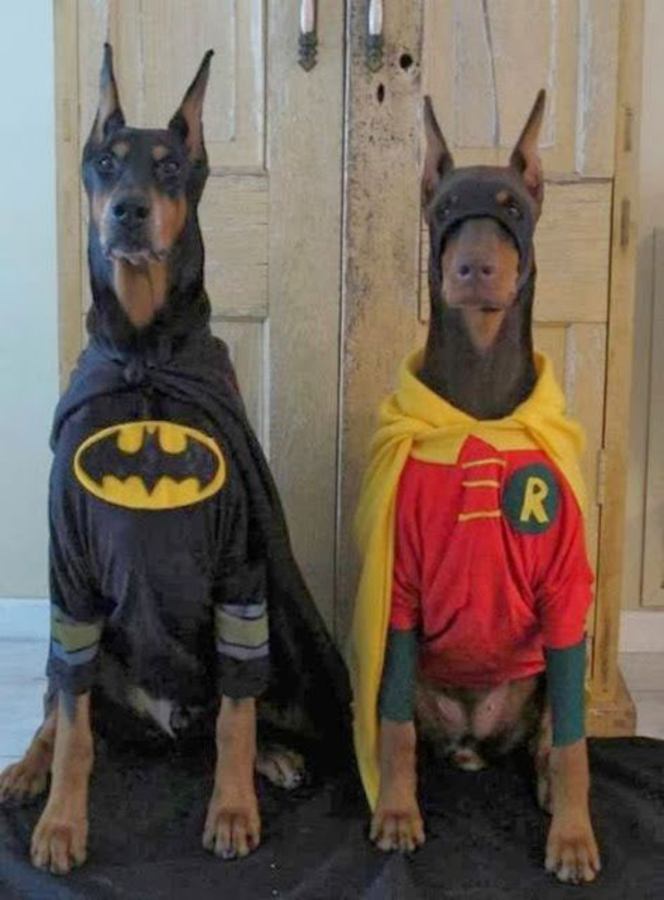 18 Super Cool Dog Halloween Costumes - picture 17
