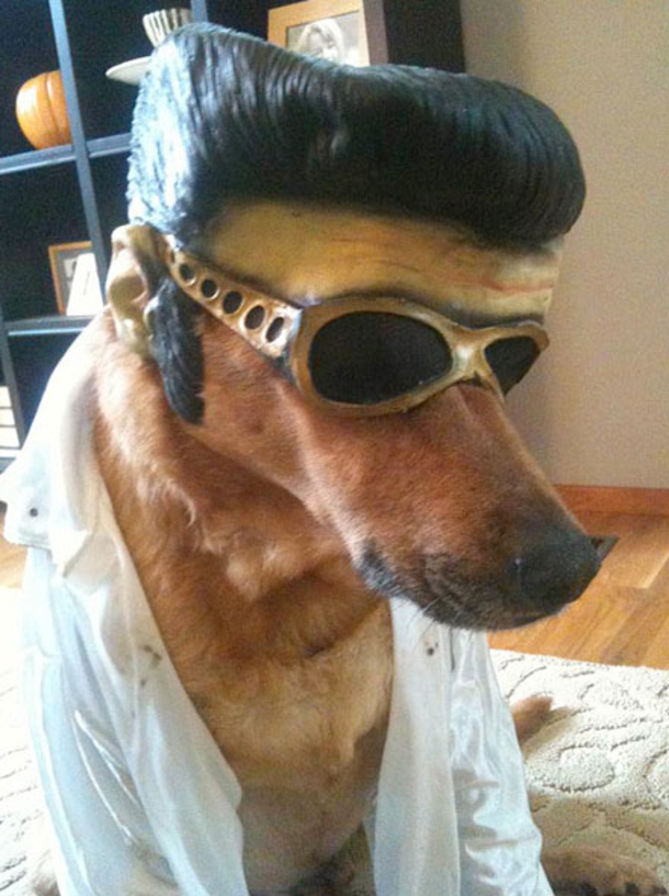 18 Super Cool Dog Halloween Costumes - picture 3