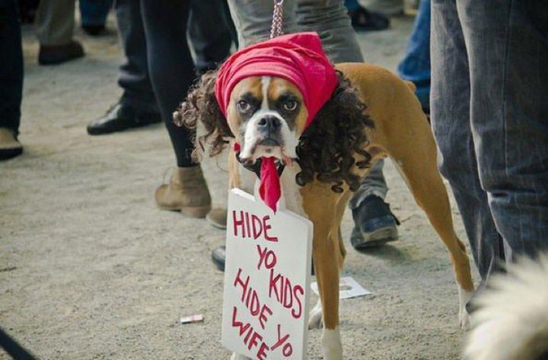 18 Super Cool Dog Halloween Costumes - picture 4