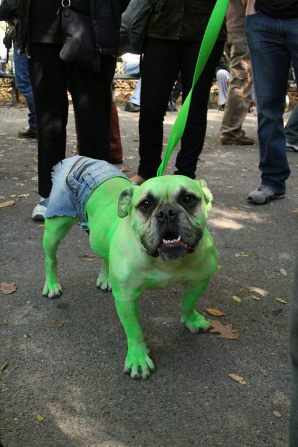 18 Super Cool Dog Halloween Costumes - picture 5
