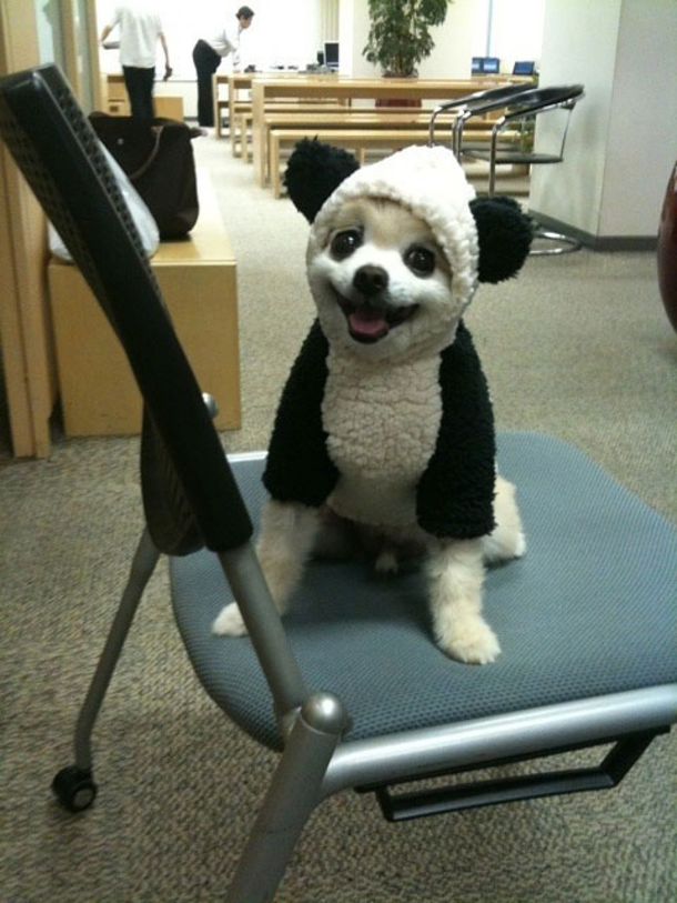 18 Super Cool Dog Halloween Costumes - picture 6