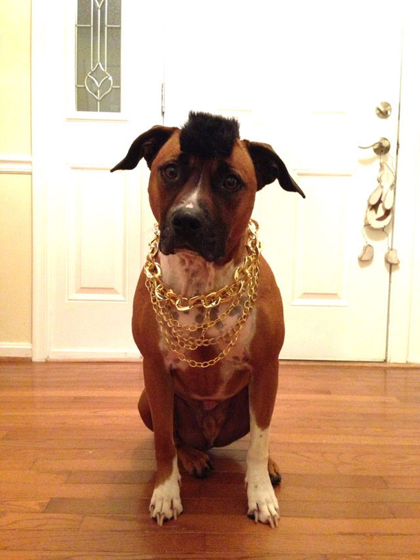 18 Super Cool Dog Halloween Costumes - picture 7