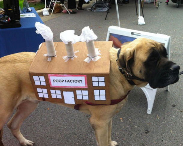 18 Super Cool Dog Halloween Costumes - picture 8