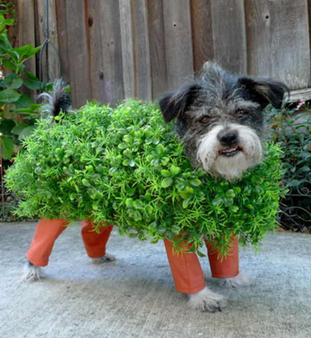 18 Super Cool Dog Halloween Costumes - picture 9