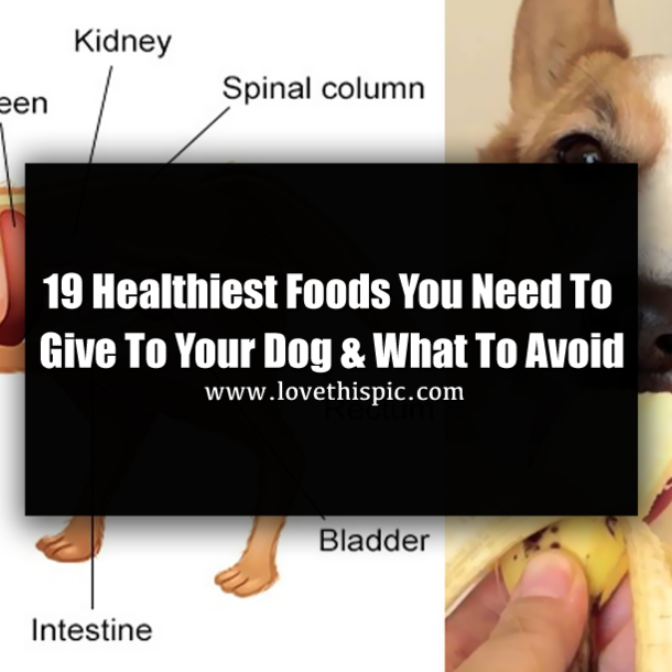19 Healthiest Foods You Need To Give To Your Dog & What To Avoid