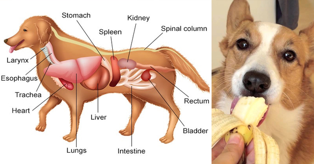 19 Healthiest Foods You Need To Give To Your Dog & What To Avoid - picture 2
