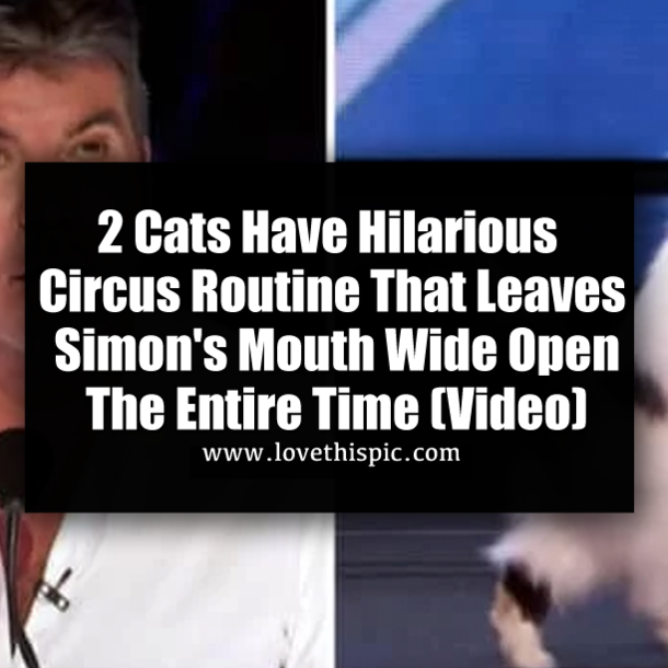 2 Cats Have Hilarious Circus Routine That Leaves Simon's Mouth Wide Open The Whole Time (Video)