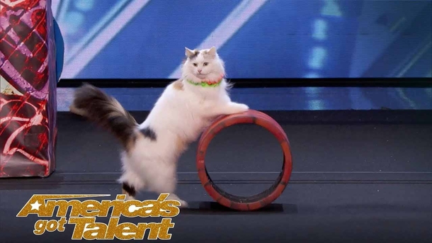 2 Cats Have Hilarious Circus Routine That Leaves Simon's Mouth Wide Open The Whole Time (Video) - picture 2