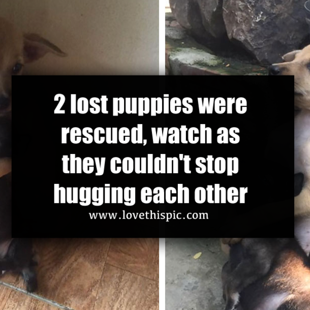 2 lost puppies were rescued, watch as they couldn't stop hugging each other
