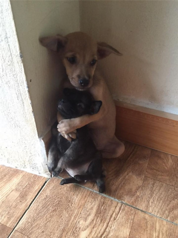 2 lost puppies were rescued, watch as they couldn't stop hugging each other - picture 2