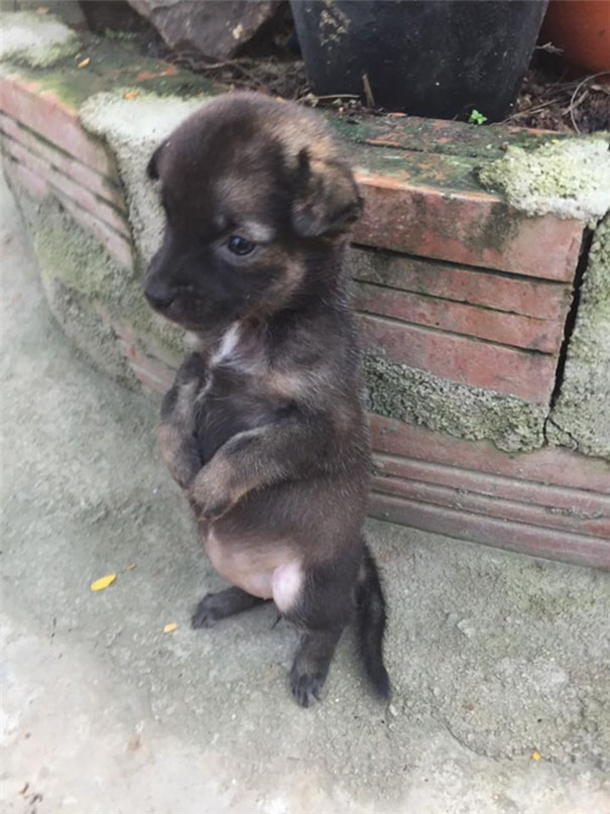 2 lost puppies were rescued, watch as they couldn't stop hugging each other - picture 4
