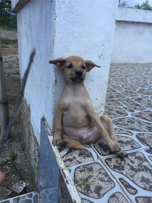 2 lost puppies were rescued, watch as they couldn't stop hugging each other - picture 5
