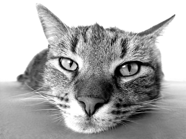 20 Beautiful Black And White Photography Images - picture 3