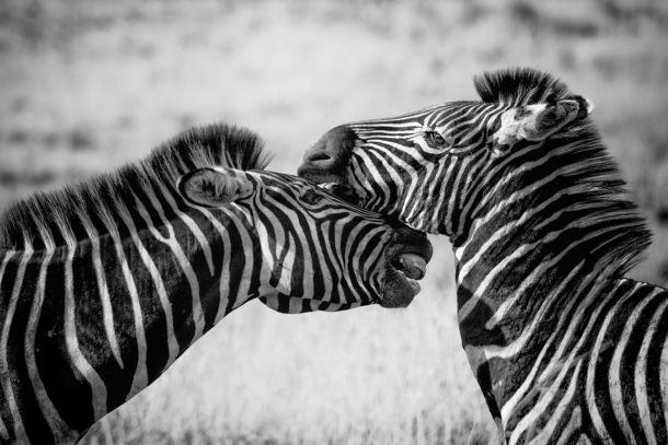 20 Beautiful Black And White Photography Images - picture 9