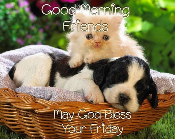 20 Best Good Morning Happy Friday Quotes - picture 11